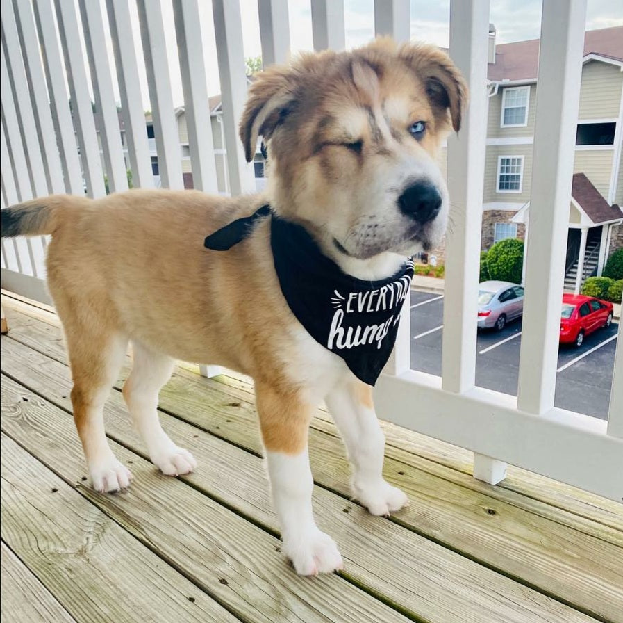 Everyday is Hump Day Bandana