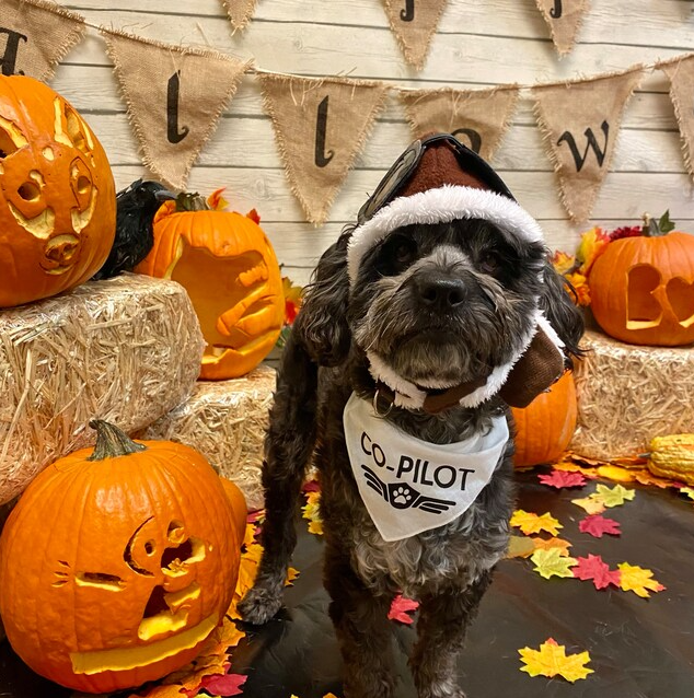 Pet Bandana  Jack O'Lantern Spec